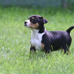 Rat Terrier Puppies from Walnut Acre Decker Terrier and ODT