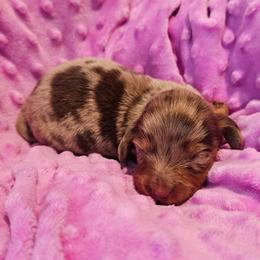 Rose - Dapple female Dachshund puppy in Anderson, California from Plum Fields Dachshunds