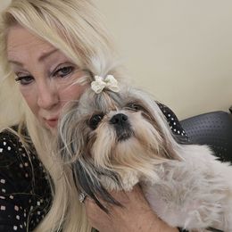 Fancy - Shih Tzu