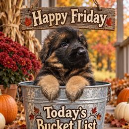 Orange Boy - Black and red male German Shepherd puppy in Lewistown, Missouri from Ewig Krieger Kennels