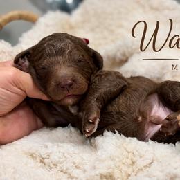 Walnut - Chocolate male Goldendoodle puppy in Miami, Florida from Jade’s Paws & Co. Of Miami LLC