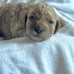 Elm- Female 3 - Cream female Cockapoo puppy in Mountain View, Missouri from Gastineau Doodles
