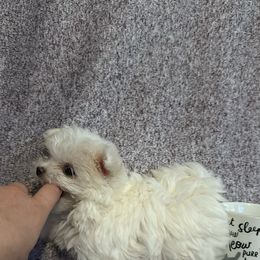 Maltese and Siberian Husky Puppies from Karst Tiny Paws Kennel