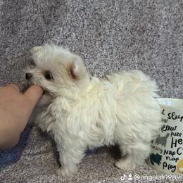 Maltese and Siberian Husky Puppies from Karst Tiny Paws Kennel