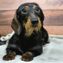 Julie - Basset Hound