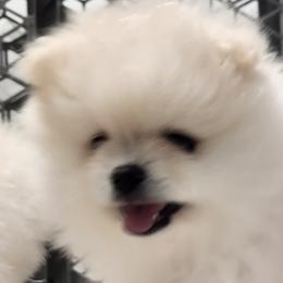 Pomeranians from Glacial Pomeranians