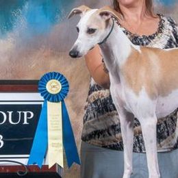Whippets from Steeling Hearts Kennel
