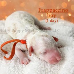 Frappuccino ORANGE COLLAR boy  3500 - Parti male Goldendoodle puppy in Corona, California from Fluffy Puppy Mini Doodles LLC