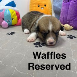 Waffles - Red female Pembroke Welsh Corgi puppy in Apison, Tennessee from Ashmore Corgis