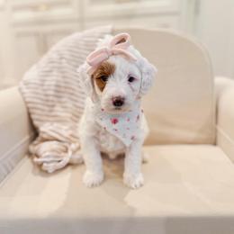 Coconut - Parti female Goldendoodle puppy in Sulphur, Louisiana from Curly Q’s Of Carlyss