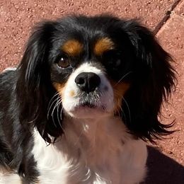 Raven - Cavalier King Charles Spaniel