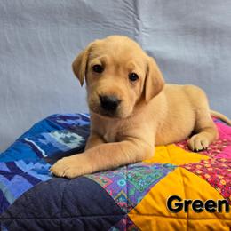 Girl 6 - Yellow female Labrador Retriever puppy in Potosi, Wisconsin from Point and Flush Gun Dogs