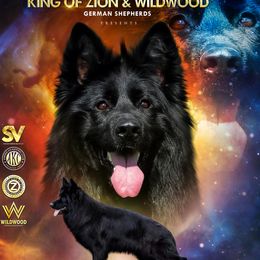 Mona - German Shepherd