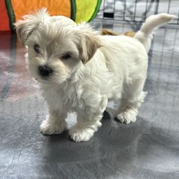 Chrysanthemum - White female Morkie puppy in Tucson, Arizona from Sun-Kissed Morkies