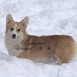 Caliber - Pembroke Welsh Corgi