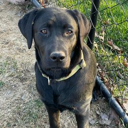 Oakley - Labrador Retriever