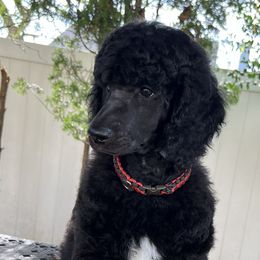 Boy 3 - Black Poodle puppy in Oceanside, New York from Anastasia STANDARD Poodles three four seven seven five four two three four five