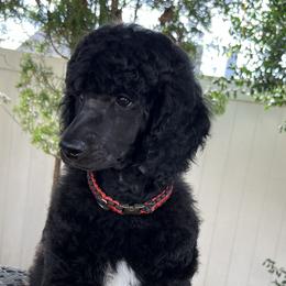 Boy 3 - Black Poodle puppy in Oceanside, New York from Anastasia STANDARD Poodles three four seven seven five four two three four five