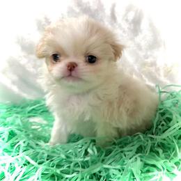 Sumire - Lemon and white male Japanese Chin puppy in Davisville, Missouri from Uniquely Yours, Shelly’s Japanese Chins