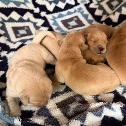 Girl 1 - Golden female Golden Retriever puppy in Green Bay, Virginia from Golden Rock Farm