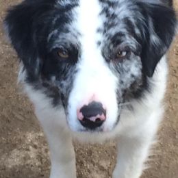 Australian Shepherd and Miniature American Shepherd All Grown Up from Artic Rose
