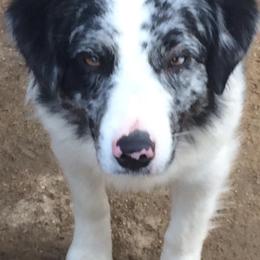 Australian Shepherd and Miniature American Shepherd All Grown Up from Artic Rose