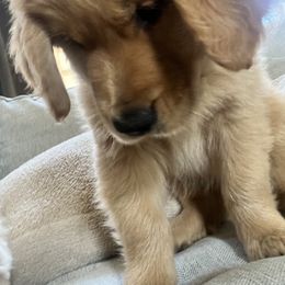 Goldendoodle and Golden Retriever Puppies from Golden Haven Doodles