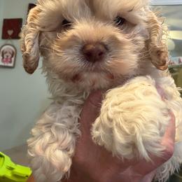 Leia cream boy - Cream male Cockapoo puppy in Haines City, Florida from Camic Cockapoos