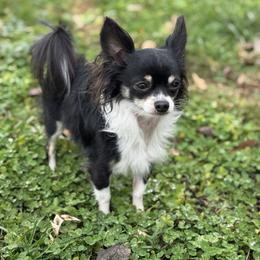 Wiz - Chihuahua