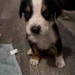 Black Boy - Black, white and red male Greater Swiss Mountain Dog puppy in Lower Burrell, Pennsylvania from Polyanna’s GSMD