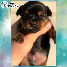 Porter - Black and tan male Yorkshire Terrier puppy in London, Kentucky from Soto Yorkies