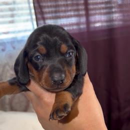 Red - Black and tan female Dachshund puppy in Bakersfield, California from KC Doxies