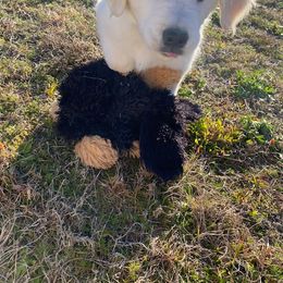 Golden Retriever Puppies from Panhandle PawsNClaws