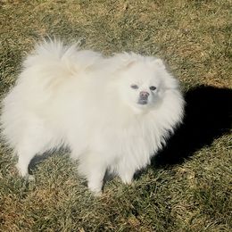 Pomeranian Puppies from White Pomeranians For You .com