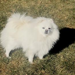 Pomeranian Puppies from White Pomeranians For You .com