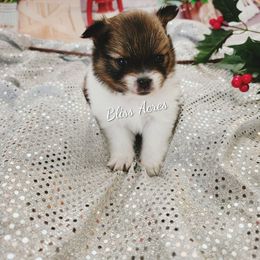 Yale - Black and tan parti male Pomeranian puppy in Ponca City, Oklahoma from Bliss Acres Farm