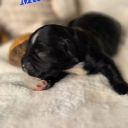 Milo - Black and white male Havanese puppy in Trinity, Alabama from Tooties Cuties Havanese