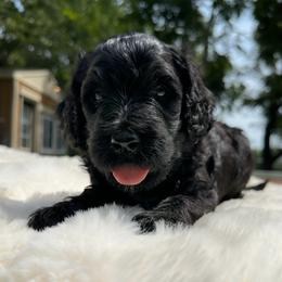 Mr. Ham Sammie - Black male Goldendoodle puppy in Osage City, Kansas from Golden Ridge Goldens