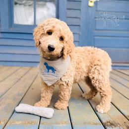 Banner - Cream male Goldendoodle puppy in Evans, Georgia from Have-a-Doodle Hill