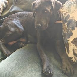 Noey - Labrador Retriever