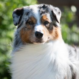 Australian Shepherds from Rocky Mountain Australian Shepherds