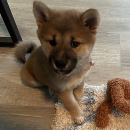Shiba Inu Puppies from The Animal Farm Shiba Inus & Mameshibas