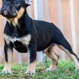 French Bulldog Puppies from Cloud 9 French Bulldogs