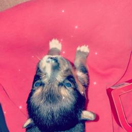 American Corgi Puppies from Highland corgis