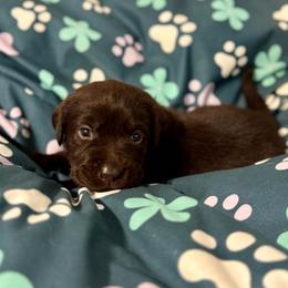 Hot Pink - Chocolate female Labrador Retriever puppy in Somerset, California from Cantina Labs and Cavs