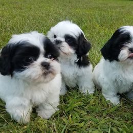 Shih Tzus and Yorkshire Terriers from Cotten's Yorkies & Shih Tzus