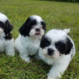 Shih Tzus and Yorkshire Terriers from Cotten's Yorkies & Shih Tzus