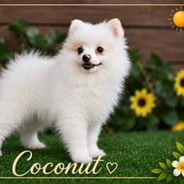 Coconut - Cream parti male Pomeranian puppy in Cleveland, Georgia from Sourpatch Pomeranians