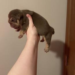 Girl 2 - Chocolate tri-color female Bulldog puppy in Bonney Lake, Washington from Sitka spruce bulldogs