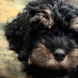 Cavapoos, Cockapoos, Cocker Spaniels, and Goldendoodles from Red Stick Kennels, LLC